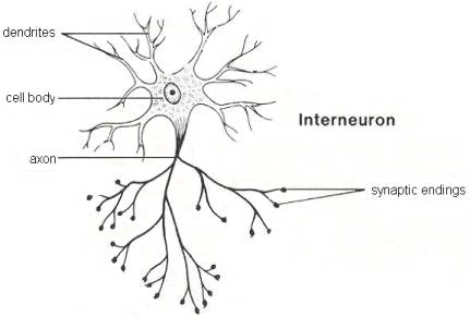 neuron